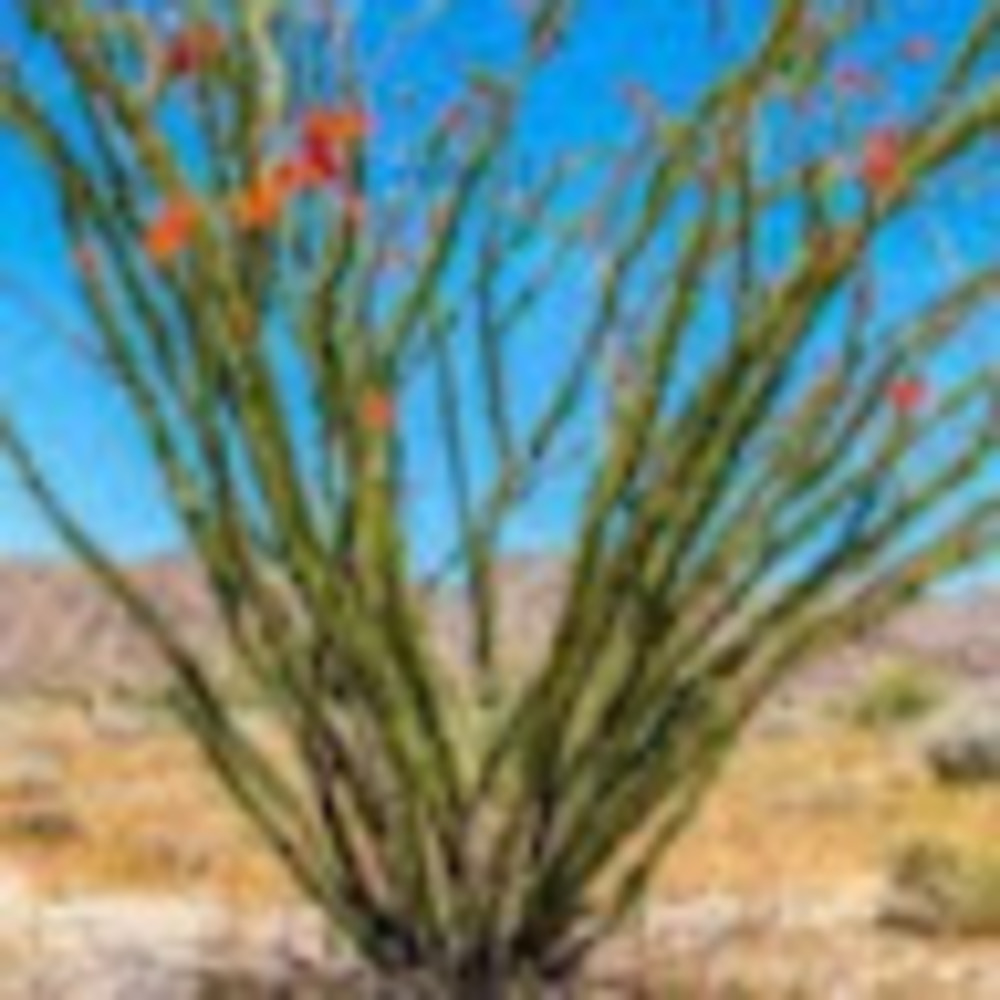 Meet your Posher, Angie Ocotillo